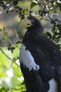 ［6］上野のオオワシ