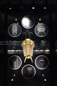 ［６］古代生物から受けるロマン