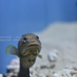 ［6］涼しげに泳ぎまわる水族館の魚