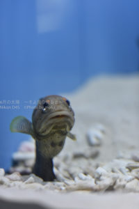 ［6］涼しげに泳ぎまわる水族館の魚