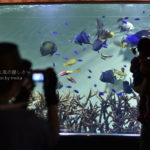［6］カラフルな魚達と一緒に記念撮影