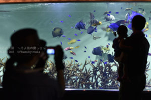 ［6］カラフルな魚達と一緒に記念撮影