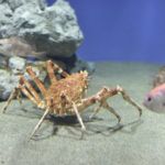 ［6］水族館で言ってはいけない一言・・