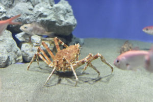 ［6］水族館で言ってはいけない一言・・