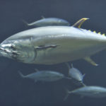 ［6］葛西臨海水族園にマグロ復活