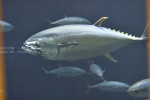 ［6］葛西臨海水族園にマグロ復活