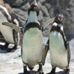 ［6］迫力満点、ペンギンの雄叫び