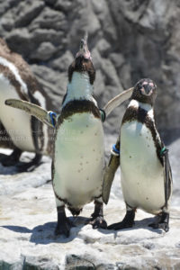 ［6］迫力満点、ペンギンの雄叫び