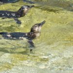 ［6］世界一小さいペンギン