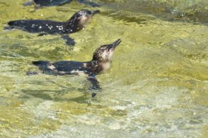 ［6］世界一小さいペンギン