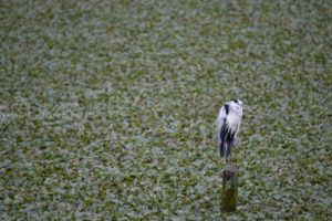 ［6］ちょっと羽休め