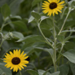 ［6］散歩で出会ったヒマワリ！