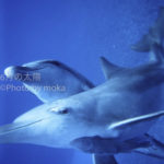 ［6］世界自然遺産の海での出会い！！