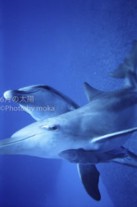 ［6］世界自然遺産の海での出会い！！