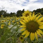 ［6］ひまわり畑に迷い込む