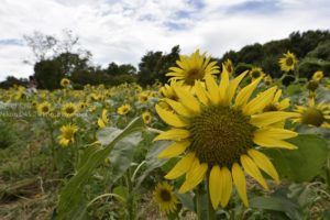 ［6］ひまわり畑に迷い込む