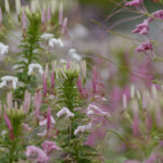 ［6］真夏の暑さに負けずに咲く花