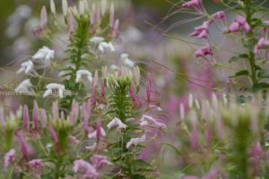 ［6］真夏の暑さに負けずに咲く花