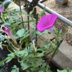 ［6］夏休み、朝顔の観察ノートを思い出す