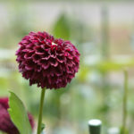 ［6］炎天下に照らされるダリア