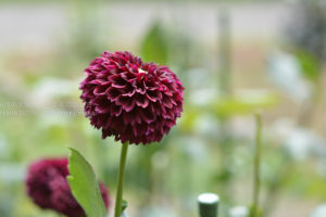 ［6］炎天下に照らされるダリア