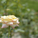 ［6］８月に見る薔薇の花