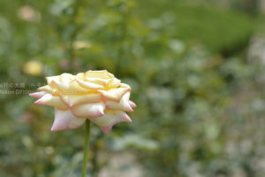 ［6］８月に見る薔薇の花