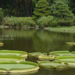 ［6］パラグアイオニバスに乗ってみよう！！