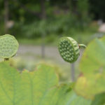 ［6］蓮の花のシャワー