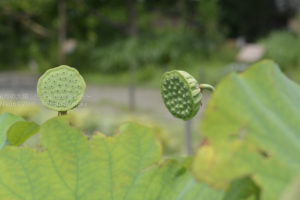 ［6］蓮の花のシャワー