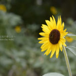 ［6］暑さに惨敗・・