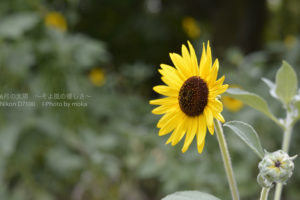 ［6］暑さに惨敗・・