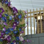 ［6］夏休みの思い出の花、朝顔