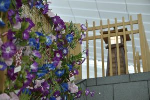 ［6］夏休みの思い出の花、朝顔