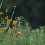 ［6］今年は早いかも、小さな秋」