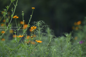 ［6］今年は早いかも、小さな秋」