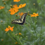 ［6］蝶々舞うキバナコスモス