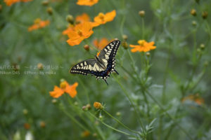 ［6］蝶々舞うキバナコスモス