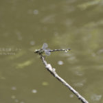 ［6］暑い夏、水辺に集まる動物たち