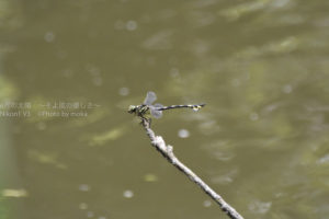 ［6］暑い夏、水辺に集まる動物たち