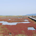 ［6］能取湖のサンゴ草群落