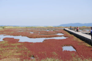 ［6］能取湖のサンゴ草群落