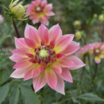 ［6］世羅高原農場のダリア祭り