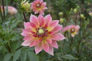 ［6］世羅高原農場のダリア祭り