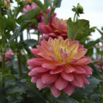 ［6］吸い込まれそうなほどに美しいダリア