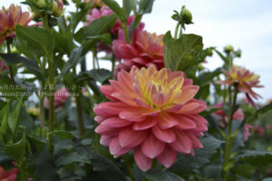 ［6］吸い込まれそうなほどに美しいダリア