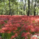 ［6］2015年、巾着田へGO！！