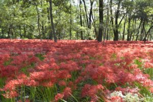 ［6］2015年、巾着田へGO！！