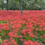 ［6］今年は見たい、500万本の曼珠沙華