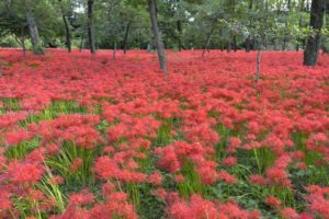 ［6］今年は見たい、500万本の曼珠沙華